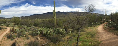 Saguro National Park